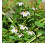 Lobelia erinus - balcone in vaso esotiche decorazioni giardino 400semi
