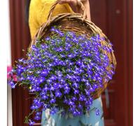 Lobelia erinus - esotiche in vaso giardino balcone resistenti 150semi