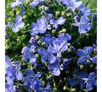 Lobelia giardino che amano l'ombra, resistente giardino selvatici 250semi