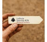 Lobivia lateritia R78 SEEDS - - SEMI di Cactus Raro