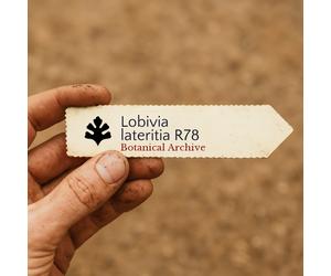 Lobivia lateritia R78 SEEDS - - SEMI di Cactus Raro