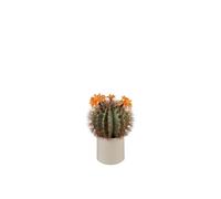 L'oca Nera Cactus fiori arancioni Cactus fiori arancioni