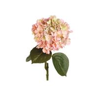 L'oca Nera Ortensia rosa Ortensia rosa