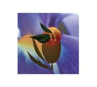 Loewe Solo Elixir 50 Vap M