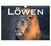 Löwen. Die Könige Afrikas (Wandkalender 2027 DIN A4 quer), CALVENDO Monatskalend