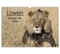 Löwen - Könige der Tiere (Wandkalender 2026 DIN A3 quer), CALVENDO Monatskalender: Erleben Sie die grossen Katzen Afrikas in ihrem natürlichen Lebensraum.