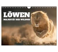 Löwen - Majestät der Wildnis (Wandkalender 2026 DIN A4 quer), CALVENDO Monatskalender: Löwen in Afrikas Wildnis verkörpern Majestät und Eleganz. ... und Steppe ein ganzes Jahr lang in Bildern