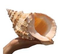 LoJax Grandi Conchiglie Naturali uniche per Decorazioni di Nozze, Decorazioni per la casa, Feste a Tema in Spiaggia e Fai-da-Te