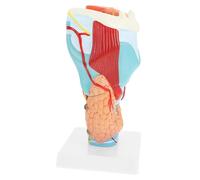 LOLIPPYY Modello Anatomico Laringeo Ingrandito in PVC Modello Didattico del Corpo Leggero e Lavabile per Studio Clinico e Educazione Pazienti