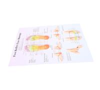 LOLIPPYY Poster Riflessologia Plantare Medica per Studio e Ufficio Decorazione Didattica Anatomia del Piede e Zone Riflessogene per Professionisti e Studenti