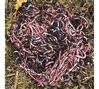 Lombrichi da 1kg (circa 2,000 pz.) |Vermi vivi da terra Eisenia, crea un compost con i tuoi rifiuti organici - Per vermicompostaggio/composter/giardino