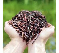 Lombrichi da 500g (circa 1,000 pz.) | Vermi vivi da terra Eisenia, crea un compost con i tuoi rifiuti organici - Per vermicompostaggio/composter/giardino