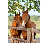 LOMSIOY 5D Diamond Painting Kit Cavallo Completo Fai da Te Pittura Diamante Painting Animale, Strass Ricamo Craft Arts per Adulti Decorazione per Casa e Pareti 30x40 cm