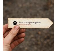 Lonchocarpus rugosus SEEDS - - SEMI Albero del veleno per pesci | Lonchocarpus