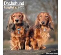 Long Haired Dachshund 2026 Calendar | Square Wall Calendar | Dog Breed Gift | Plastic Free Packaging | by Avonside Publishing