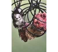 Long-Tailed Bushtit Journal: A Notebook With Our Little Bird Having Some Garden Time To Keep Your Company