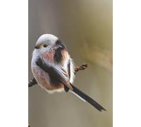 Long-Tailed Tit Journal: A Notebook With Our Favorite Stubby Billed Bird