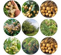 longán balcón resistente espaldera semi di con semi perenni resistenti saporoso 10pcs