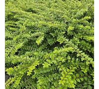 Lonicera nitida 'Mugno' - 48 piante - coprente sempreverde e pianta di siepe - facile da pulire e delicato sul taglio - Ø 9 cm - 10 - 25 cm