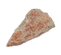 LOORGVEL Autentica Fossile su Lastra Vegetale per Collezione Scientifica e Decorazione Studi e Uffici, Paleontologico Fogliare Preistorica