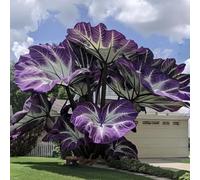 L'orecchio di elefante, perenne, a crescita rapida, cresce bene in giardino, le sue foglie enormi decorano il giardino e creano un paesaggio unico.-8bulbi-G