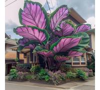 L'orecchio di elefante,perenne,a crescita rapida, cresce bene in giardino, le sue foglie enormi decorano il giardino e creano un paesaggio unico.-5bulbi-F