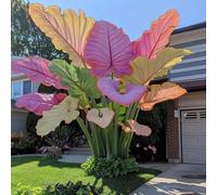 L'orecchio di elefante, perenne, a crescita rapida, cresce bene in giardino, le sue foglie enormi decorano il giardino e creano un paesaggio unico.-8bulbi-A