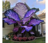 L'orecchio di elefante,perenne,a crescita rapida, cresce bene in giardino, le sue foglie enormi decorano il giardino e creano un paesaggio unico.-8bulbi-G