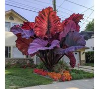 L'orecchio di elefante, perenne, a crescita rapida, cresce bene in giardino, le sue foglie enormi decorano il giardino e creano un paesaggio unico.-8bulbi-D