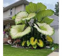 L'orecchio di elefante, perenne, a crescita rapida, cresce bene in giardino, le sue foglie enormi decorano il giardino e creano un paesaggio unico.-8bulbi-H