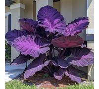 L'orecchio di elefante, perenne, a crescita rapida, cresce bene in giardino, le sue foglie enormi decorano il giardino e creano un paesaggio unico.-8bulbi-E