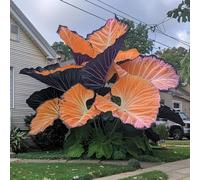 L'orecchio di elefante, perenne, a crescita rapida, cresce bene in giardino, le sue foglie enormi decorano il giardino e creano un paesaggio unico.-5bulbi-F