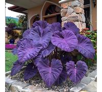 L'orecchio di elefante,perenne,a crescita rapida, cresce bene in giardino, le sue foglie enormi decorano il giardino e creano un paesaggio unico.-3bulbi-D