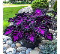 L'orecchio di elefante, perenne, a crescita rapida, cresce bene in giardino, le sue foglie enormi decorano il giardino e creano un paesaggio unico.-3bulbi-C