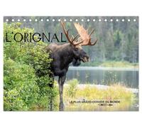 L'ORIGNAL, LE PLUS GRAND CERVIDÉ DU MONDE (Calendrier de bureau 2027 DIN A5 vertical), CALVENDO calendrier mensuel: 13 Photographies du plus grand cervidé des forêts d'Amérique du Nord