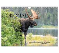 L'ORIGNAL, LE PLUS GRAND CERVIDÉ DU MONDE (Calendrier mural 2027 DIN A4 vertical), CALVENDO calendrier mensuel: 13 Photographies du plus grand cervidé des forêts d'Amérique du Nord
