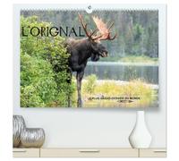 L'ORIGNAL, LE PLUS GRAND CERVIDÉ DU MONDE (Calendrier mural haut de gamme 2027 DIN A2 vertical), CALVENDO calendrier mensuel: 13 Photographies du plus grand cervidé des forêts d'Amérique du Nord