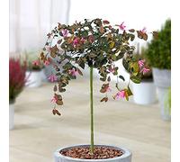 Loropetalum Chinense Fire Dance Tree | Alberi da patio sempreverdi per piccoli giardini.