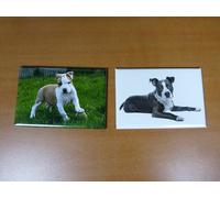 lot 2 Magnets aimant 7,8 cm X 5,3 cm CHIENS CHIOTS American Staffordshire 21/22
