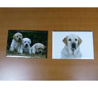 lot 2 Magnets aimant 7,8 cm X 5,3 cm CHIENS CHIOTS : LABRADOR 15/16