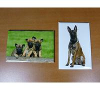 lot 2 Magnets / aimant 7,8 cm X 5,3 cm CHIENS CHIOTS MALINOIS berger belge 16/17