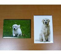 lot 2 Magnets / aimants 7,8 cm X 5,3 cm CHIENS : GOLDEN RETRIEVER 9/10