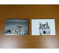 lot 2 Magnets / aimants 7,8 cm X 5,3 cm CHIENS : SIBERIAN HUSKY 11/12