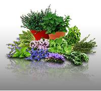 Lot 900 Graines Aromatiques à semer - Le Grenier d'Abondance - LES OFFICINALES - 10 bustine individuels
