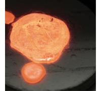 Lotus Eater Plasma (Vinyl LP) 12" Album