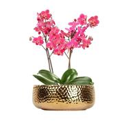 LOUIE SILNA Vaso per piante grasse, vaso bonsai da 25 cm, vaso in ceramica, foro di drenaggio, vasi da fiori per piante da interno/esterno, (oro)
