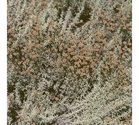 Loving If I Am Only My Thoughts (CD)