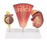 Lpitoy Modello del Rene Umano Modello del Nefrone Modello Glomerulare Modello del Urinario Applicazione Medica per L'insegnamento Medico