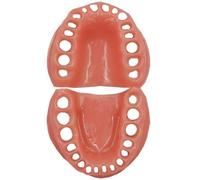 Lpitoy Modello Dentale per Studenti E Professionisti, Strumento per Dentistico Modello Gengive Morbide a 32 Denti, Ideale per Formazione Dentale E Le Dimostrazioni