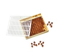 LQXHZ Apiculture Box Queen Ape da allevamento set basare Cover tavolo marrone tazza femmina tazza ricci di guardia a gabbia piattaforma di apicoltura gabbia strumenti